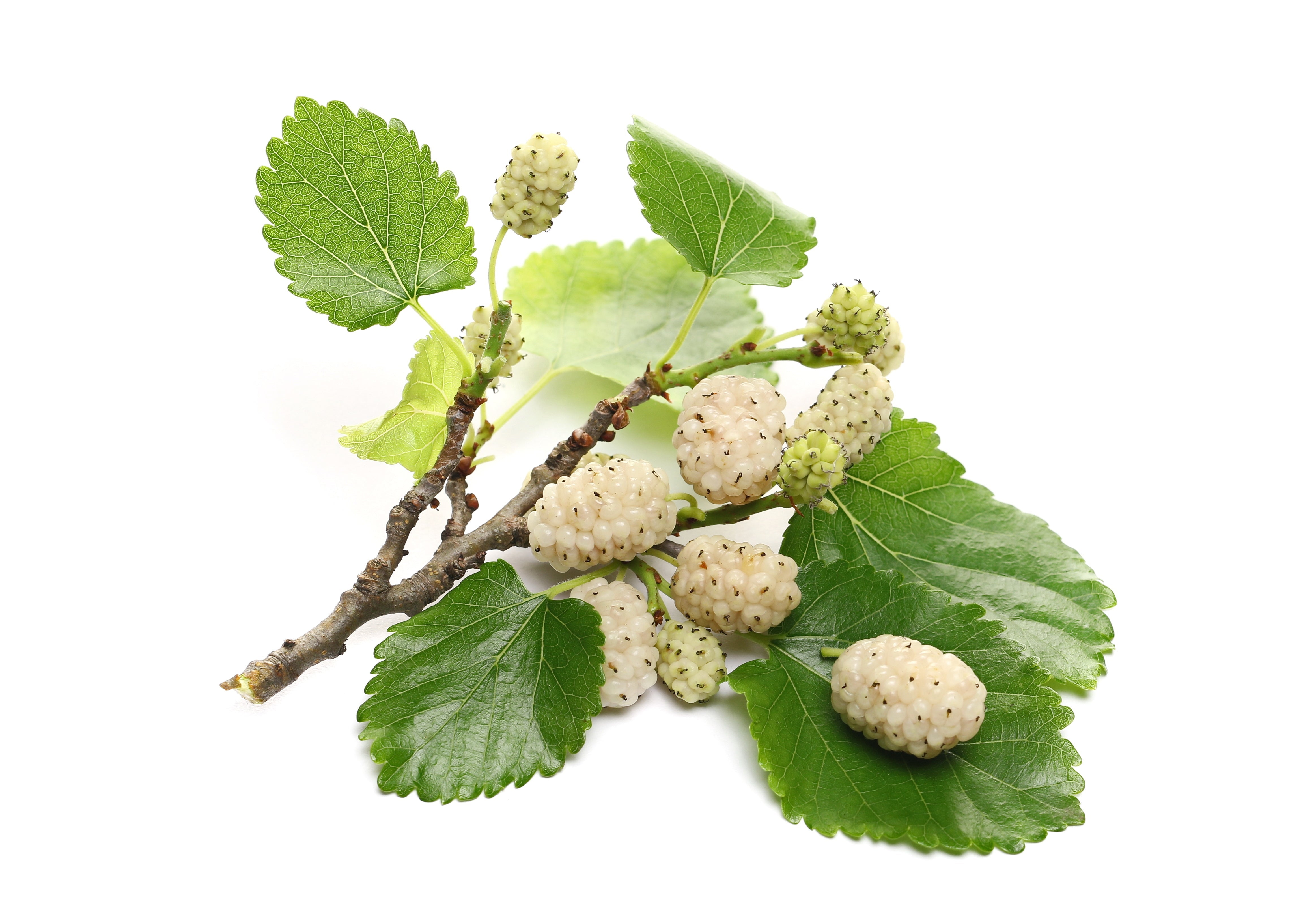 Mûrier Blanc