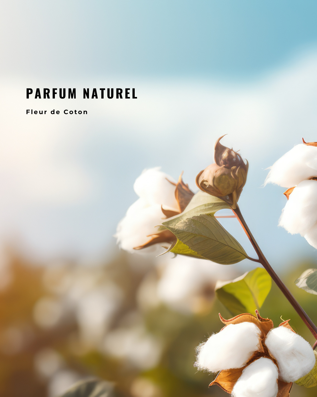 Cotton Flower scented lip balm